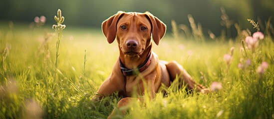 Poster - Portrait of a fox red labrador retriever sitting on a green meadow. Creative banner. Copyspace image