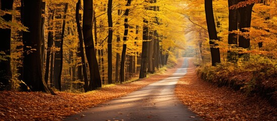 Poster - Path in autumn forest road in the woods. Creative banner. Copyspace image