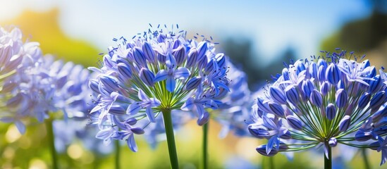 Poster - Flower blue agapanthus in summer garden. Creative banner. Copyspace image