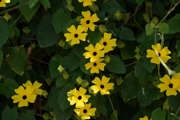 Thunbergia alata, bright yellow hairy flowers and green leaves, close up. 'Black-eyed Susan' vine or Clockvine is a herbaceous perennial climbing and flowering plant in the family Acanthaceae.