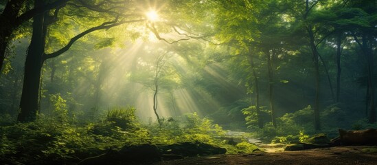 Green forest with sun rays breaking through. Creative banner. Copyspace image