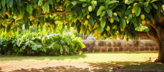 Poster - a litle mango tree in the garden. Creative banner. Copyspace image