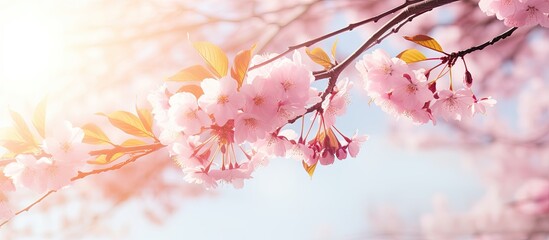 Aufkleber - Sakura flowers with pink petals in spring Cherry tree blooming on a sunny day on a floral background Nature beauty environment Sakura blooming season concept. Creative banner. Copyspace image