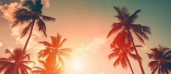Poster - The sun behind palm trees. Creative banner. Copyspace image