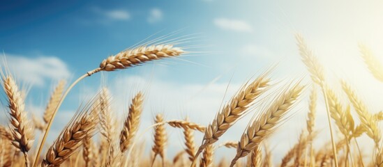 Poster - Close up of the natural wheat ears sky background. Creative banner. Copyspace image