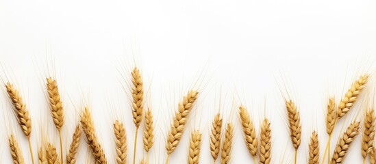 Poster - wheat on the white background. Creative banner. Copyspace image