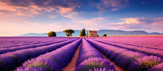 Sticker - Lavender field Provence. Creative banner. Copyspace image