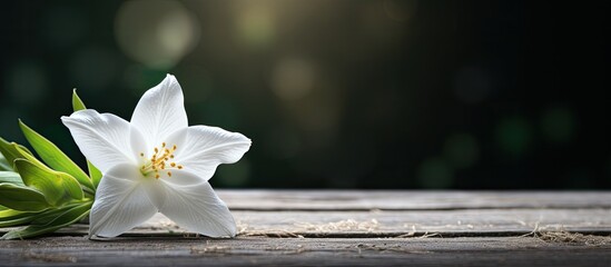 Poster - white natural flower called star of belen and a background table. Creative banner. Copyspace image