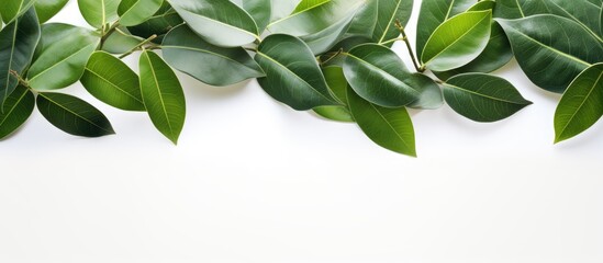 Sticker - frangipani leaves seen from below with white isolated. Creative banner. Copyspace image