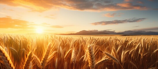 Leinwandbilder - A general view of wheat field at the sunset. Creative banner. Copyspace image