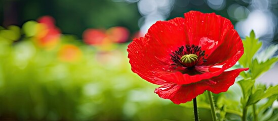 Poster - red poppy flower macro detail garden botany. Creative banner. Copyspace image