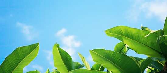 Poster - The tops of young banana leaves that poop straight up into the sky. Creative banner. Copyspace image