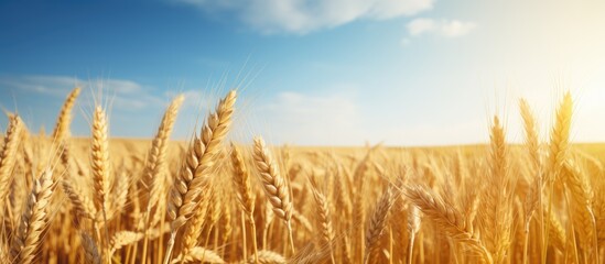 Poster - Golden wheat field. Creative banner. Copyspace image