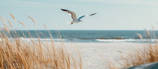 Poster - Seagull flying over sea oats. Creative banner. Copyspace image