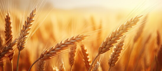 Poster - Golden wheat field. Creative banner. Copyspace image