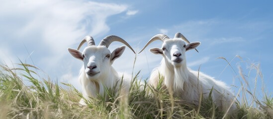 Sticker - White goats with long horns are resting on a hill in the barren grass on a warm summer day Vertical photo. Creative banner. Copyspace image