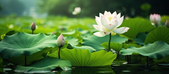 Poster - Beautiful picture of lotus in pond with green background. Creative banner. Copyspace image