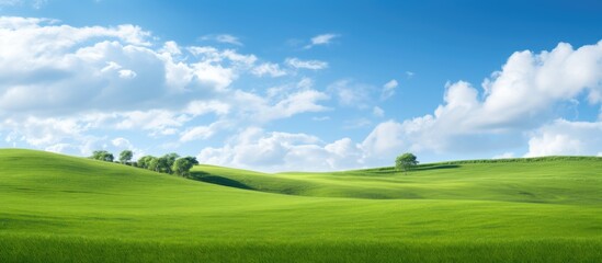Wall Mural - green grass in a farm field. creative banner. copyspace image