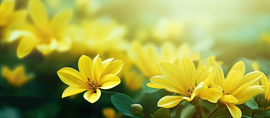 Poster - beautiful portrait photo shot of yellow flowers petals sunny bright day green background wallpaper dainty scenery roses sunflower bunch flora botanical. Creative banner. Copyspace image