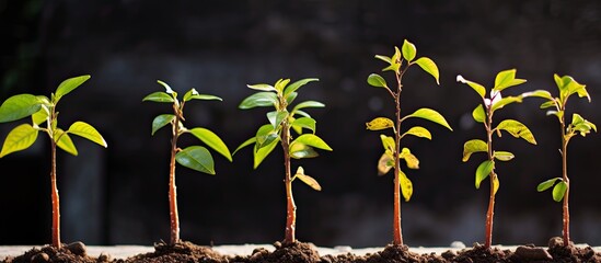 Wall Mural - Grafting the of tree plants for plants propagation in the fruit garden. Creative banner. Copyspace image