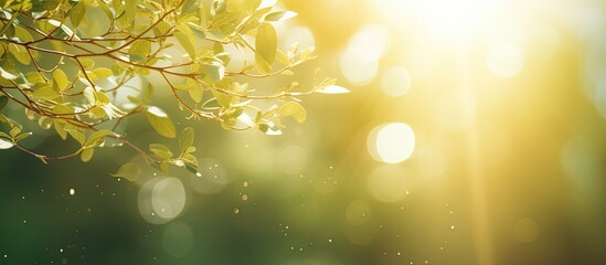 Sticker - Beautiful blurry soft gold sparkling sunlight bursting through green spring defocused branches of old green trees growing outside sunrays beams. Creative banner. Copyspace image