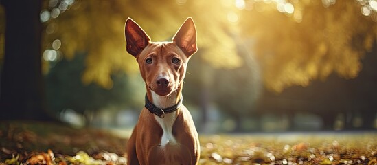 Canvas Print - Podenco dog in the Park. Creative banner. Copyspace image