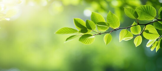 Poster - Bright green spring leaves with sun shining through. Creative banner. Copyspace image
