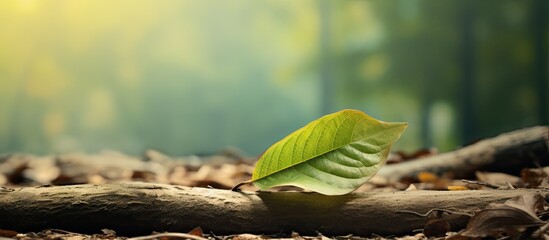 Poster - leaves are starting to dry out. Creative banner. Copyspace image