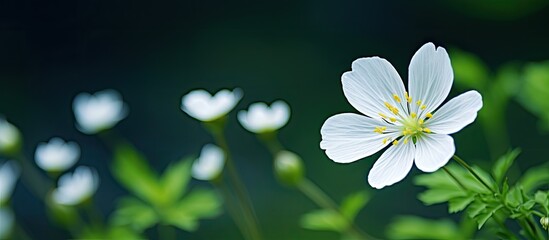 Poster - White wildflower in focus with a dark green background that is out of focus. Creative banner. Copyspace image