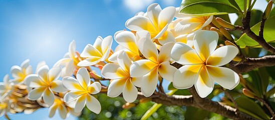 Aufkleber - White and yellow plumeria flowers on a tree. Creative banner. Copyspace image