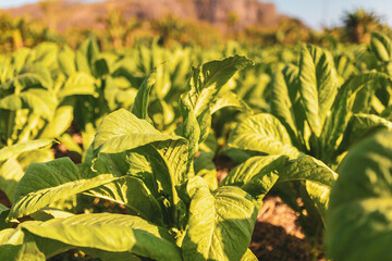 a photograph of a industrial tobacco field