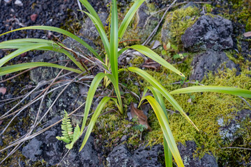 Dianella sandwicensis is a species of flax lily native to Hawaii and New Caledonia. In Hawaiian it is called ʻukiʻuki.  Hilo International Airport, Hawaii