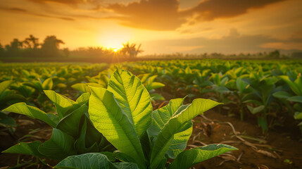 Wall Mural - Young green tobacco plant in field at Sukhothai province northern of Thailand