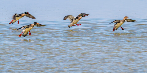 Wall Mural - Harle huppé (Mergus serrator - Red-breasted Merganser)