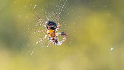 spider on the web