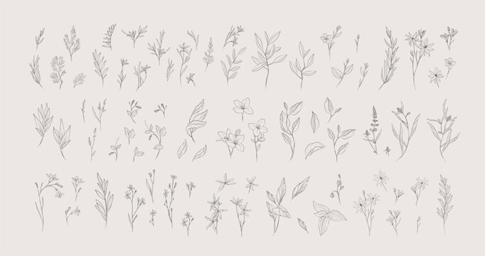 Botanic set of detailed various flowers and brunch. Luxury vintage floral collection for wedding invitation, wallpaper art or save the date card. Botanical vector illustration, line herbs