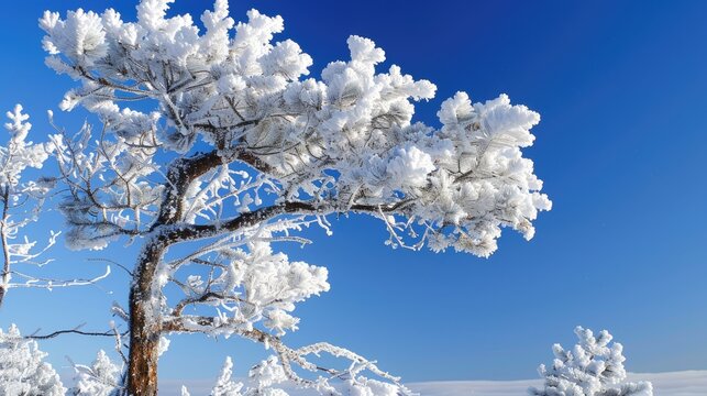 Pine tree covered in snow under the clear blue sky