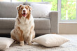 © Pixel-Shot - Adorable Australian Shepherd dog with pillows sitting on floor at home