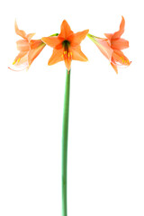 Wall Mural - Red orange flowers Amaryllis isolated on white background