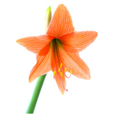 Wall Mural - Red orange flower Amaryllis isolated on white background