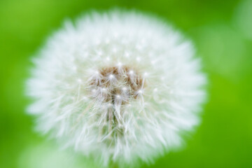 Wall Mural - White dandelion flower on green grass meadow