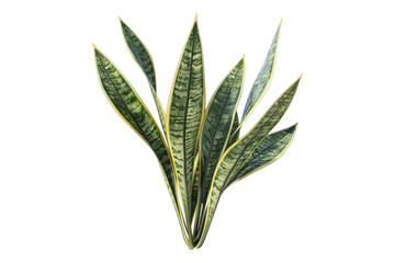 Snake plant isolated on transparent background