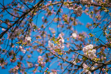 Sticker - blooming tree