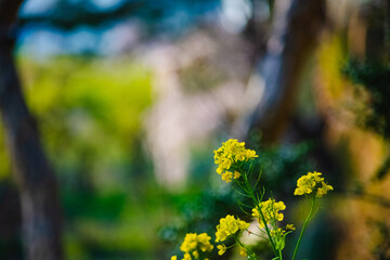 Canvas Print - flowers in spring