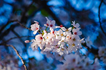 Sticker - cherry blossom