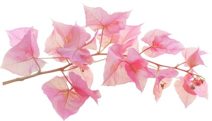 Pink Bougainvillea Beauty: A Stunning Isolated Floral Display