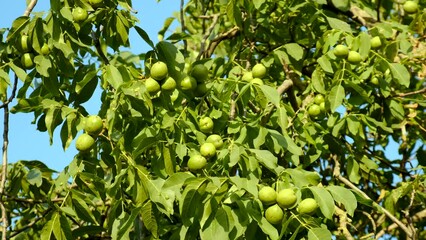 Wall Mural - harvest of walnuts on a tree in the garden. Selective focus.