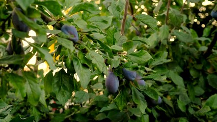 Poster - Plums grow in the garden. Selective focus.