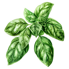 Poster - vibrant green basil leaves closeup on white background,fresh organic herb for culinary and wellness 
