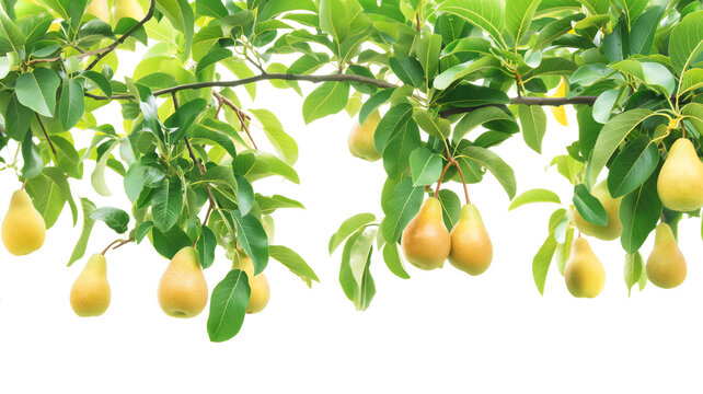 pear tree branches with green leaves and ripe yellow pears against a white background.